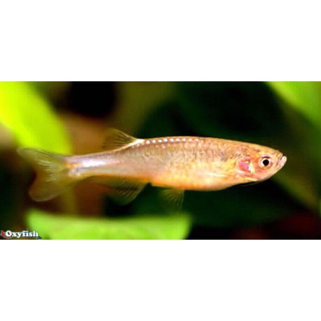 Danio roseus - Danio rose 2-3 cm