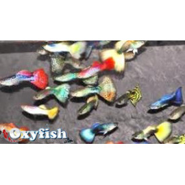 PROMO - LOT DE 10 Guppy mâle en assortiment 3-3.5 cm