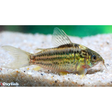 Assortiment de corydoras sauvage 3-4 cm (sauvage)