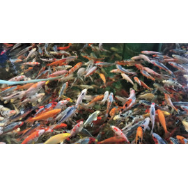 Cyprinus carpio - Carpe Koï européenne en assortiment 12-14 cm