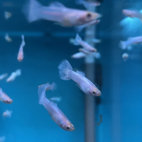 Poecilia reticulata - Guppy mâle "Luminous Sky Blue" albinos 3.50 cm