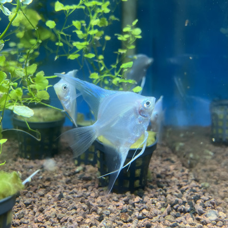 Pterophyllum scalare - Scalaire BLUE PARAIBA GHOST PHILIPINE 3.00 cm