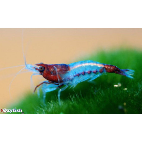 Neocaridina heteropoda blue rili - Crevette bleu Rili 1.2-1.5 cm