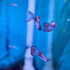 Poecilia reticulata red Grass - Guppy mâle rouge Grass 3.00 cm