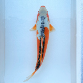 Carpe koï japonaise SHUSUI (marusei farm) 20-25 cm