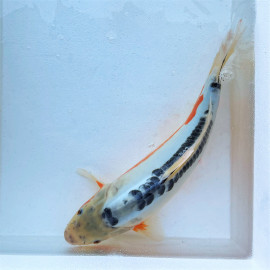 Carpe koï japonaise TOSAI SHUSUI 12-16 cm