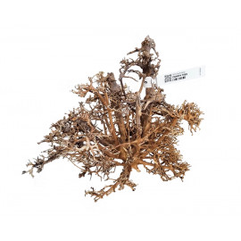 Racine naturelle CANOPY WOOD XL 50-70 cm