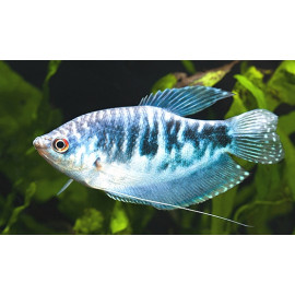 Trichogaster tricopterus - Gourami bleu opaline  10.00 cm
