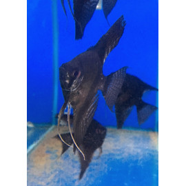 Pterophyllum scalare black - Scalaire noir 3-3.5 cm