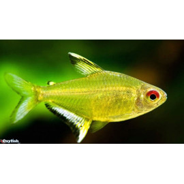 Hyphessobrycon pulchripinnis - Tétra citron  2.50 cm