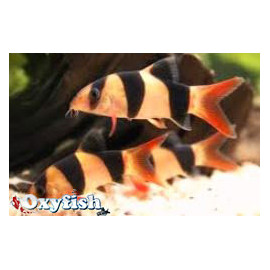 Botia macracantha - Loche clown 3.00 cm