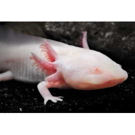 Ambystoma andersoni - Axolotl albino yeux rouges 7.00 cm (ELEVAGE)