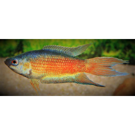 Macropodus opercularis - Poisson paradis red flame nageoires bleues 4-5 cm