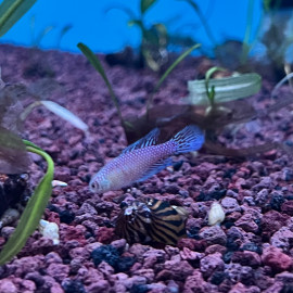 Cynolebias / Simpsonichthys fulminantis 3-3.5 cm