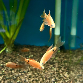 Puntius / Barbus conchonius super rouge diamond voilé 3-3.5 cm