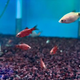 Puntius / Barbus conchonius super rouge 3.5-4 cm
