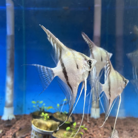 Pterophyllum scalare - Scalaire St Isabel 4-5 cm