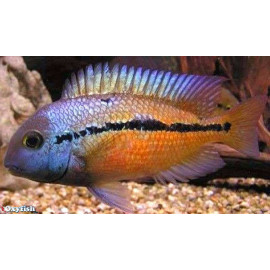 Hypsophrys / Cichlasoma nicaraguensis "Nicaraguense" 4-5 cm