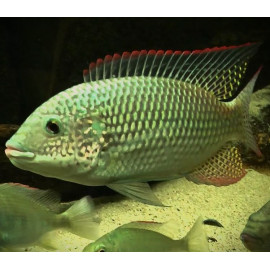 Oreochromis schwebischi 10-12 cm