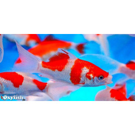 Poisson rouge & blanc Sarasa 4-6 cm