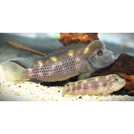 Steatocranus casuarius - Cichlidé "Tête de lion" à bosse  2.5-3 cm