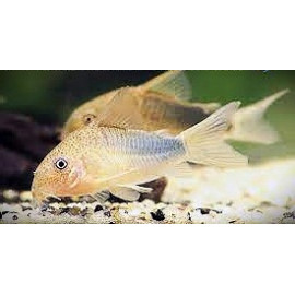 Corydoras similis 2.50 cm
