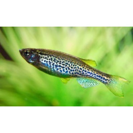 Brachydanio frankei - Danio Léopard 2.5-3 cm
