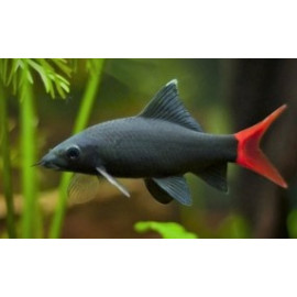 Labeo / Epalzeorhynchos bicolor - Requin noir à queue rouge 4-5 cm