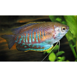 Colisa labiosa - Gourami sunset à grosses lèvres  4.00 cm
