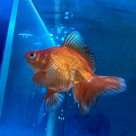 Carassius auratus - Oranda Ryukin voilé 12-15 cm