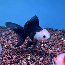Carassius auratus - Oranda en assortiment 9-10 cm