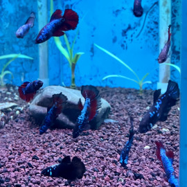 Betta plakat - Combattant femelle "AVATAR GALAXY" 3.5-4 cm