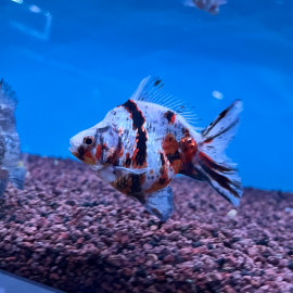 Carassius auratus - Oranda Ryukin gris pailleté 9-10 cm