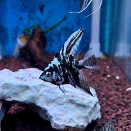 Pterophyllum scalare - Scalaire marbré bleu "Blue Marble" 3-4 cm