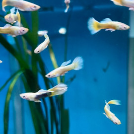 Poecilia reticulata - Guppy mâle 24K gold 3-3.5 cm