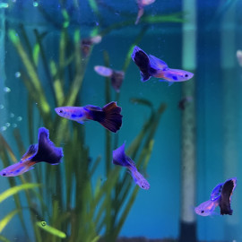 Poecilia reticulata - Guppy mâle rouge " red queen"  3.00 cm