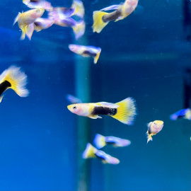 Poecilia reticulata yellow tuxedo - Guppy mâle jaune tuxedo 3-3.5 cm