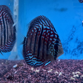 Symphysodon aequifasciatus - Discus 'Heckel Cross' 7-9 cm