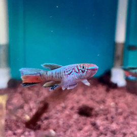 Aphyosemion / Fundulopanchax sjoestedti 'Warri' 5-7 cm