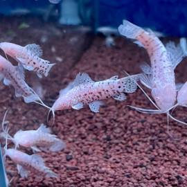 Hoplosternum thoracata albino / Megalechis thoracatum albinos 4-5 cm