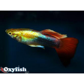 Poecilia reticulata...