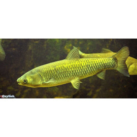 Ctenopharyngodon idella -...