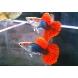Poecilia reticulata - Guppy mâle rouge tuxedo 3.00 cm