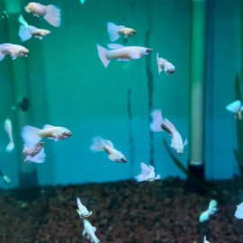 Poecilia reticulata - Guppy mâle "Dumbo Platinium" blanc 3.00 cm