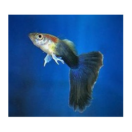 Poecilia reticulata - Guppy mâle crystal bleu 3-3.5 cm