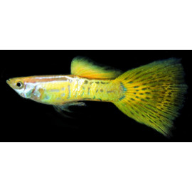 Poecilia reticulata - Guppy male yellow jaune cobra 3-3.5 cm