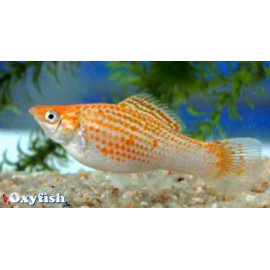 Poecilia sphenops - Molly "Mini Gold Nugget" lyre 4.00 cm