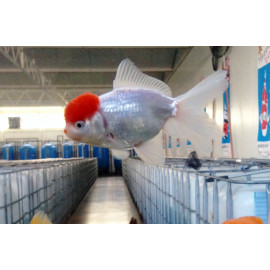 Oranda "Red Cap" 4.5-5 cm