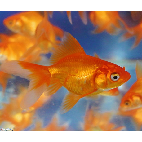 Cassius auratus - Voile de Chine Oranda rouge 6-6.5 cm