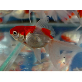 Cassius auratus - Voile de Chine Oranda rouge & blanc 5-6 cm